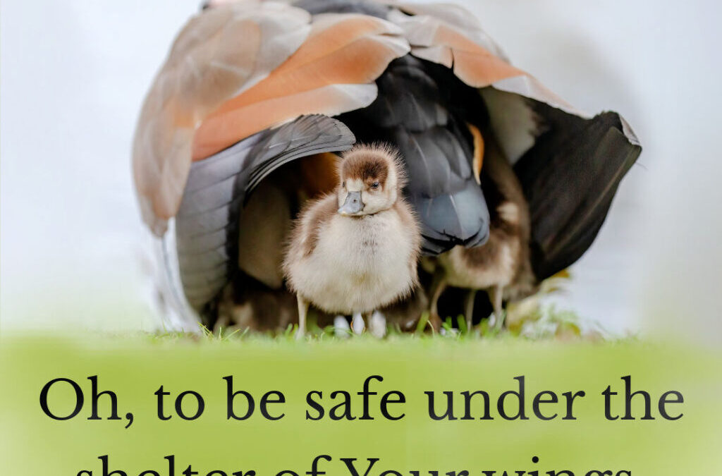 Oh, to be safe under the shelter of Your wings (Psalms 61:4)